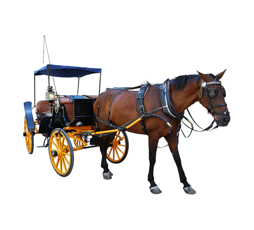 Elegant Fringe Top Carriage featuring timeless design, ideal for special occasions and scenic rides