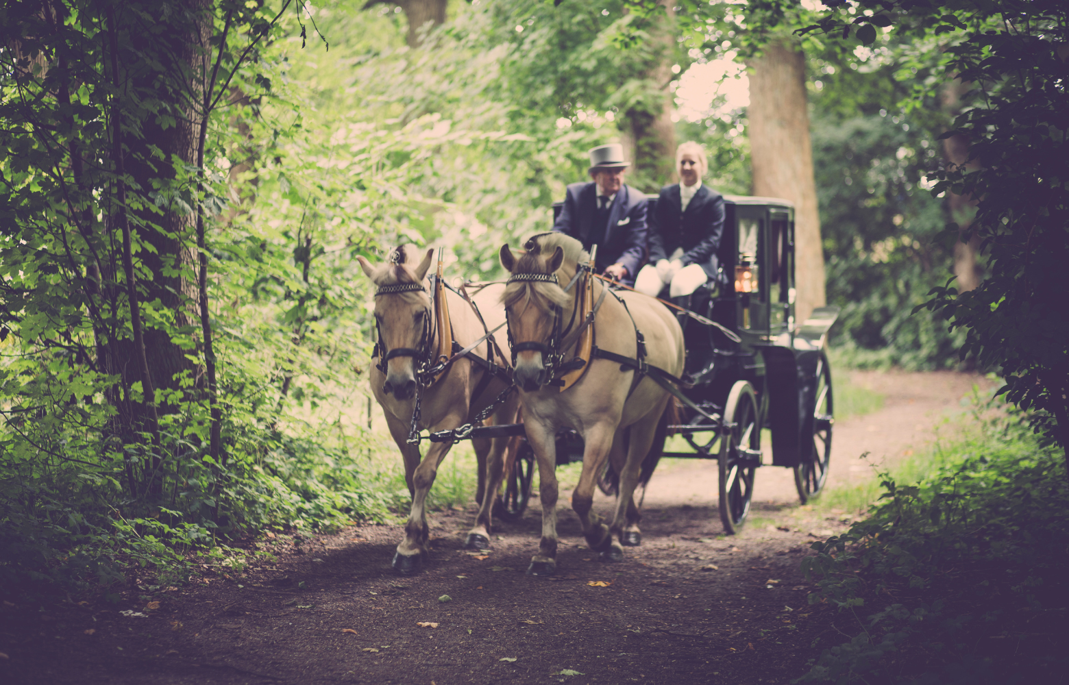 A serene horse-drawn carriage ride through the woods, surrounded by natural beauty