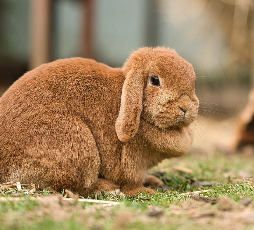 Friendly rabbit enjoying its surroundings at Cavanaugh Carriages in Neenah, WI.